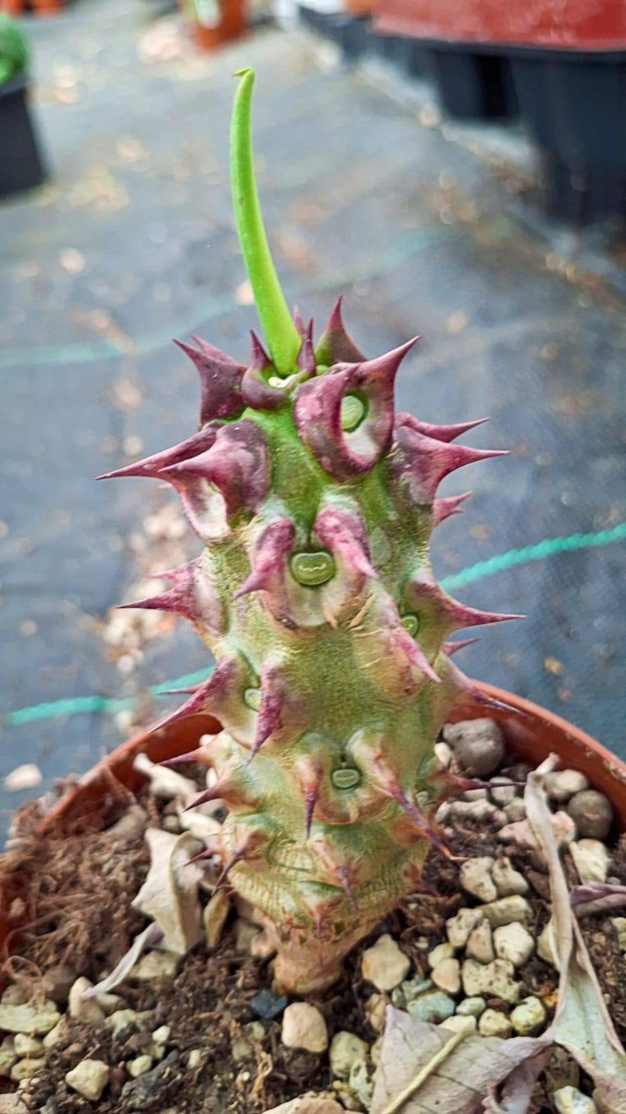 Euphorbia milii f. vulcanii Madagascar