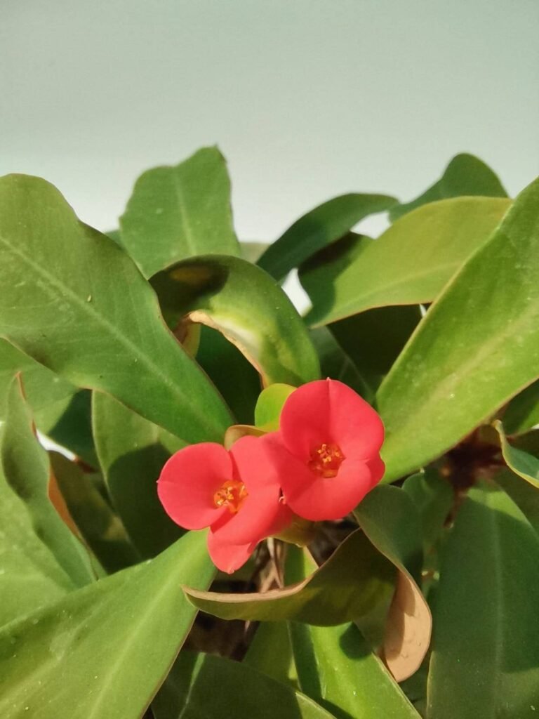 Euphorbia Milii fiore rosso