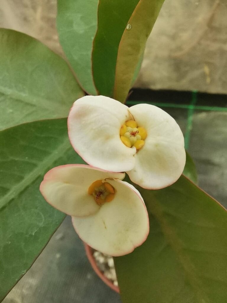 Euphorbia Milii Grandiflora Thay-hybrid cv White Snow