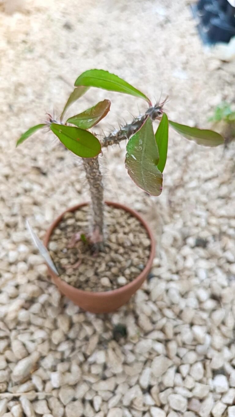 Euphorbia milii roseana