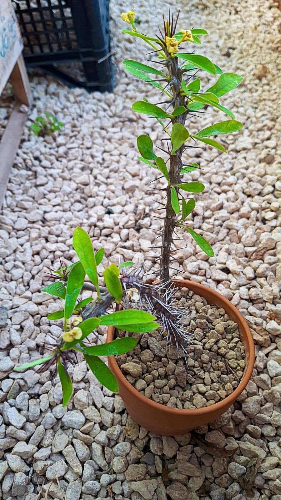 Euphorbia milii v tananarivae