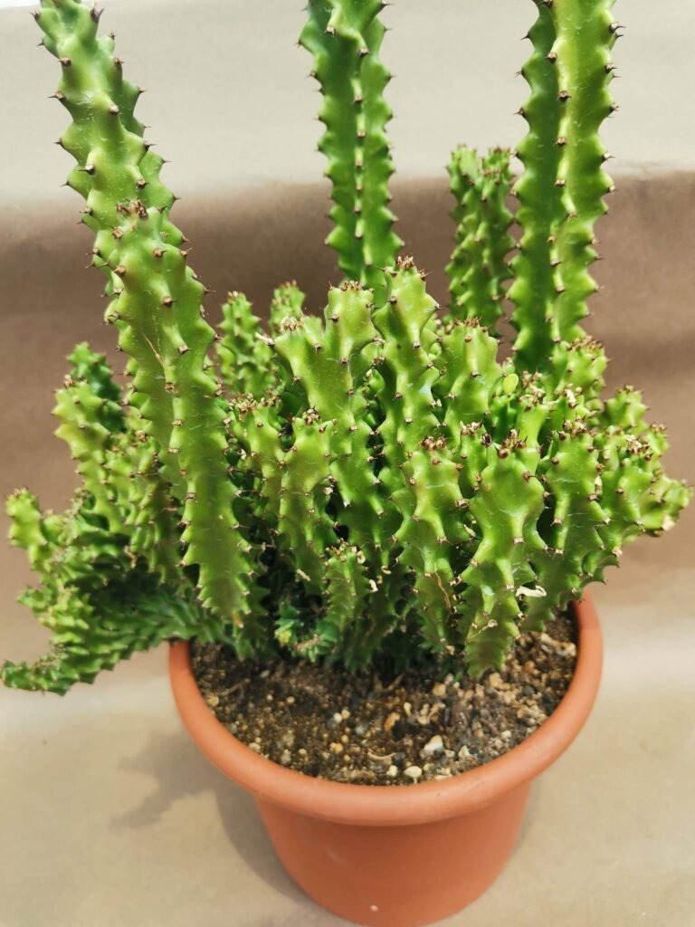 Euphorbia Mostruosa Crestata big size