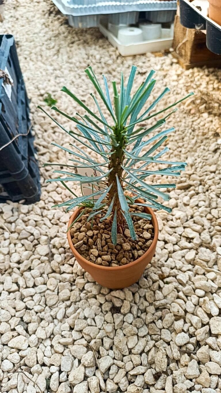 Euphorbia multiflora