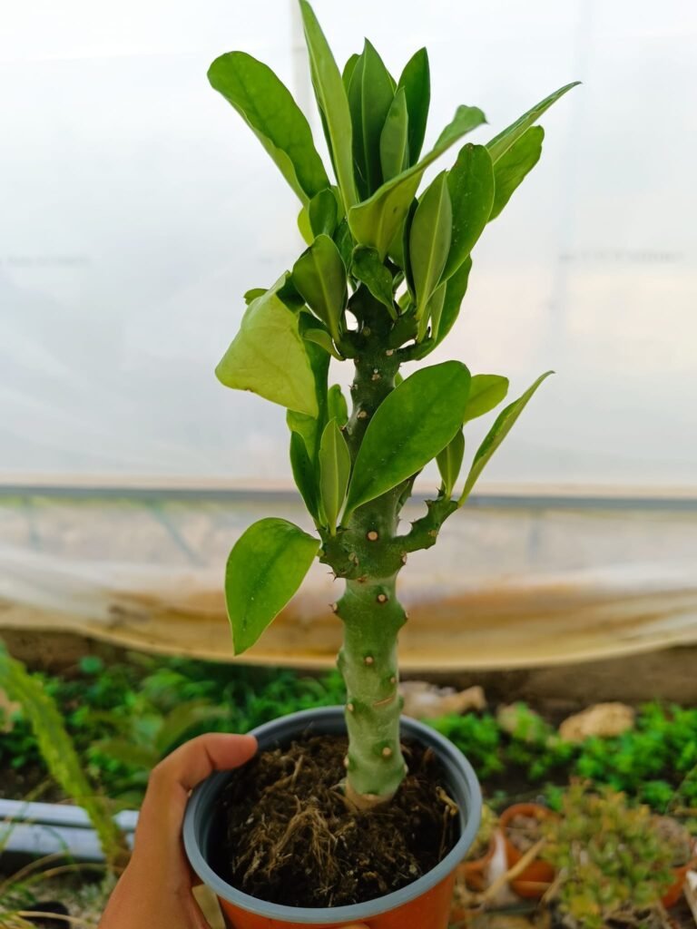 Euphorbia Neriifolia