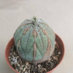 Euphorbia Obesa Harrow Skin