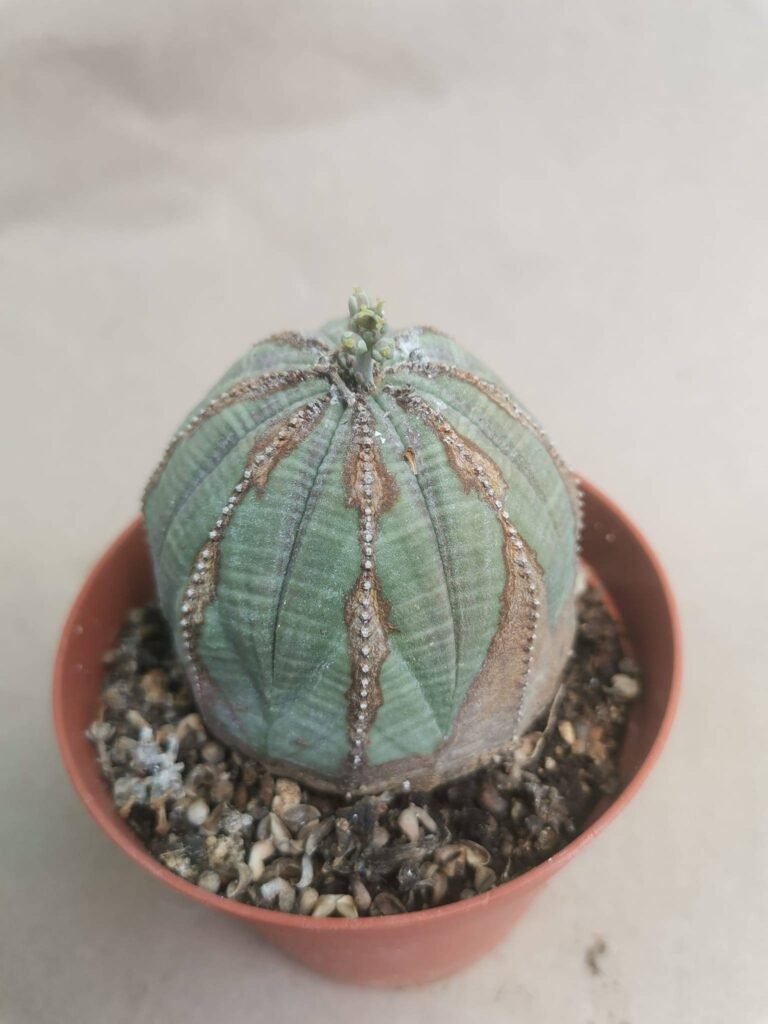 Euphorbia Obesa Harrow Skin
