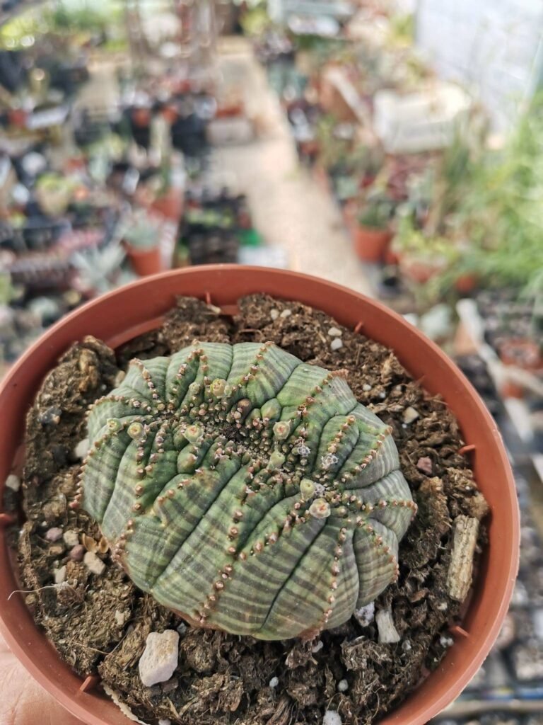 Euphorbia Obesa total Crestata
