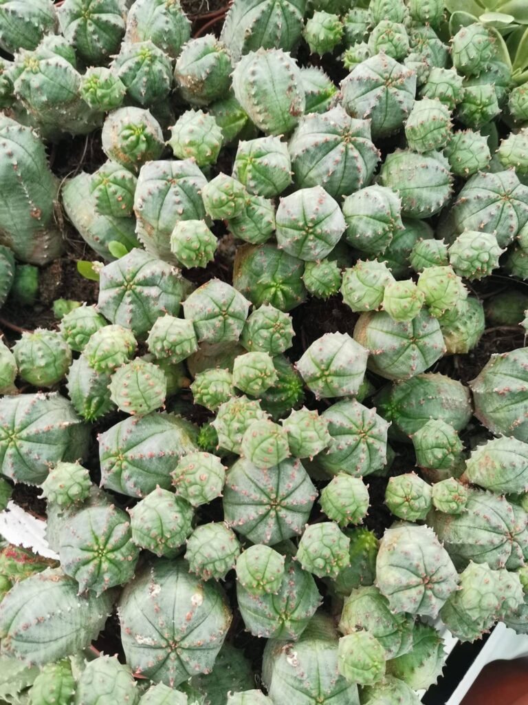 Euphorbia Obesa x Globosa