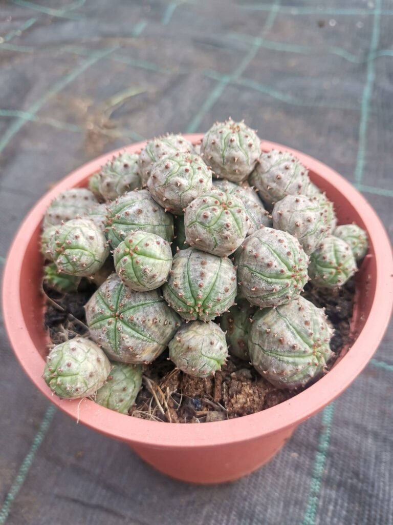 Euphorbia Obesa x Globosa