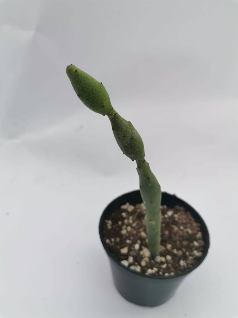 Euphorbia Oncoclada