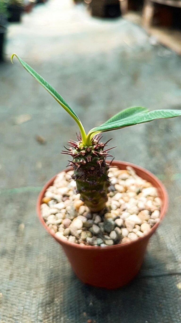 Euphorbia Pachypodioides