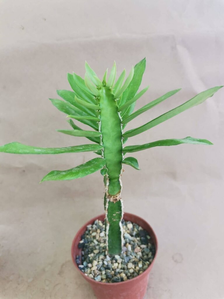 Euphorbia Persistentifolia