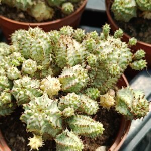 Euphorbia Pfersdorfiana Variegata