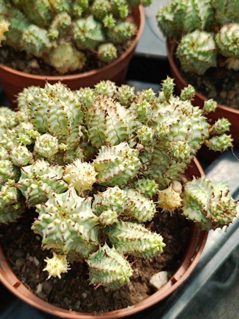 Euphorbia Pfersdorfiana Variegata