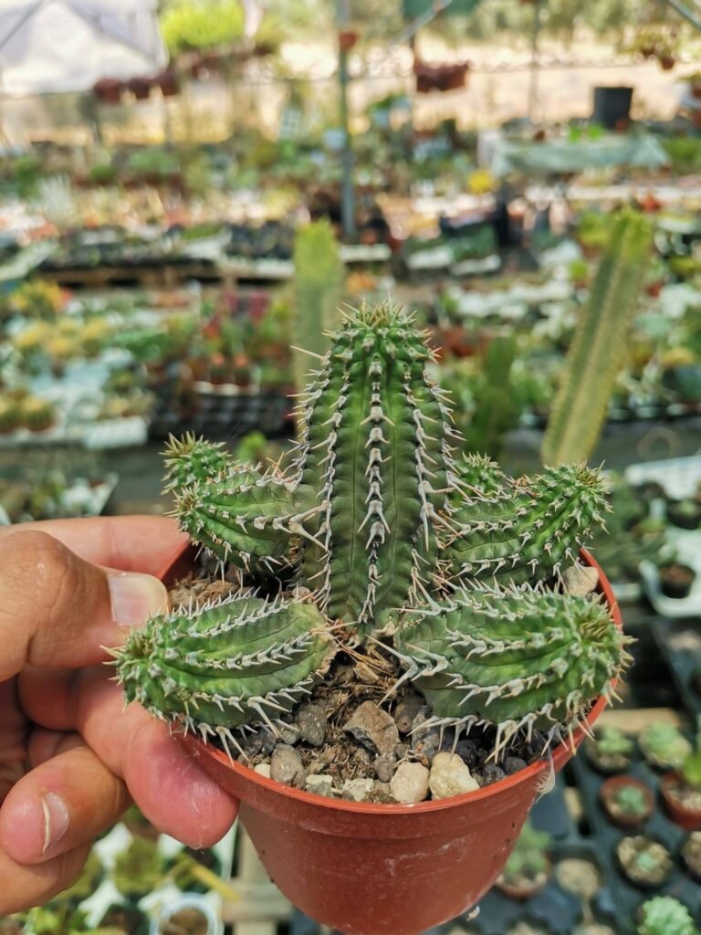Euphorbia Phillipsioides