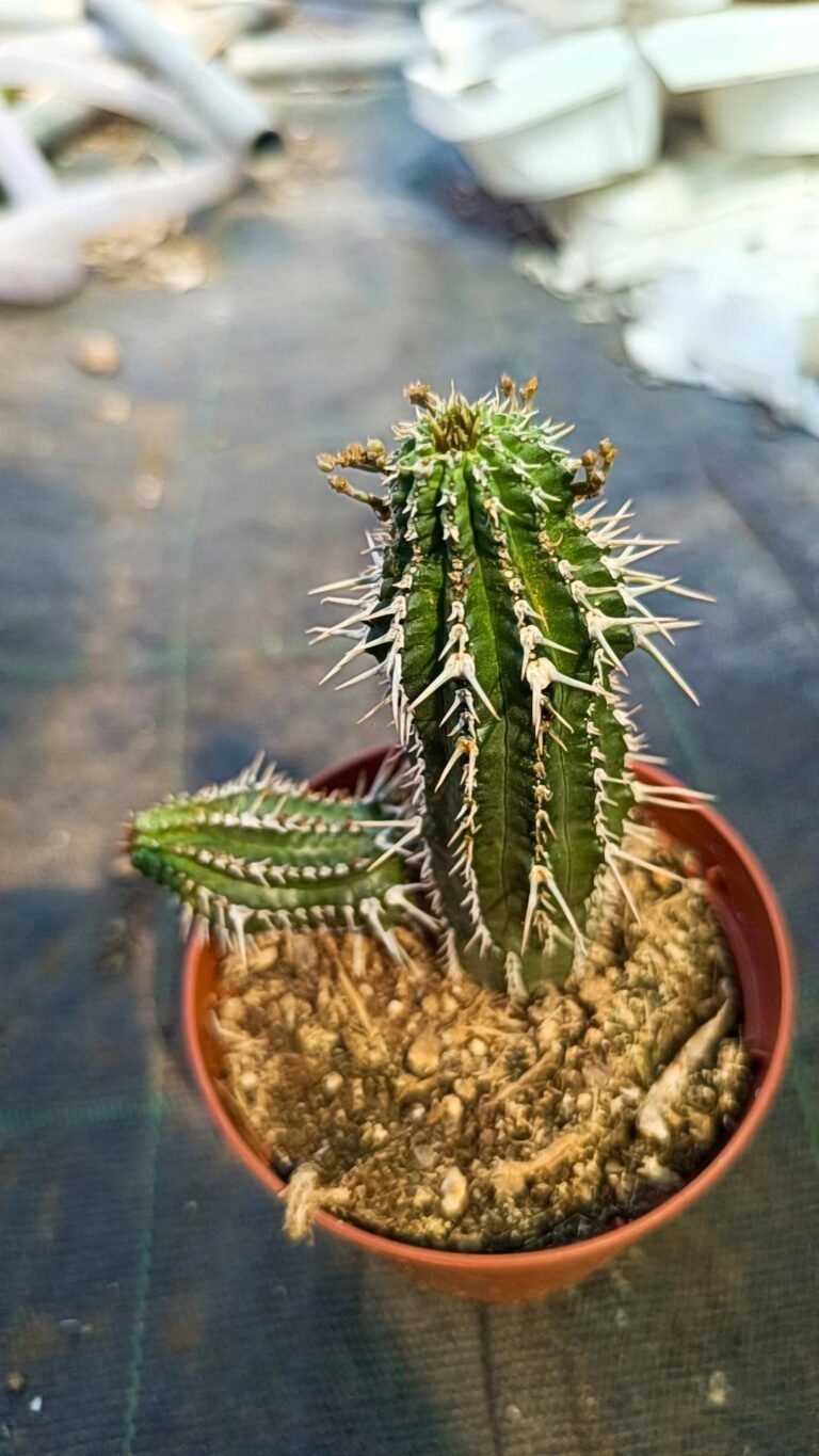 Euphorbia Phillipsioides