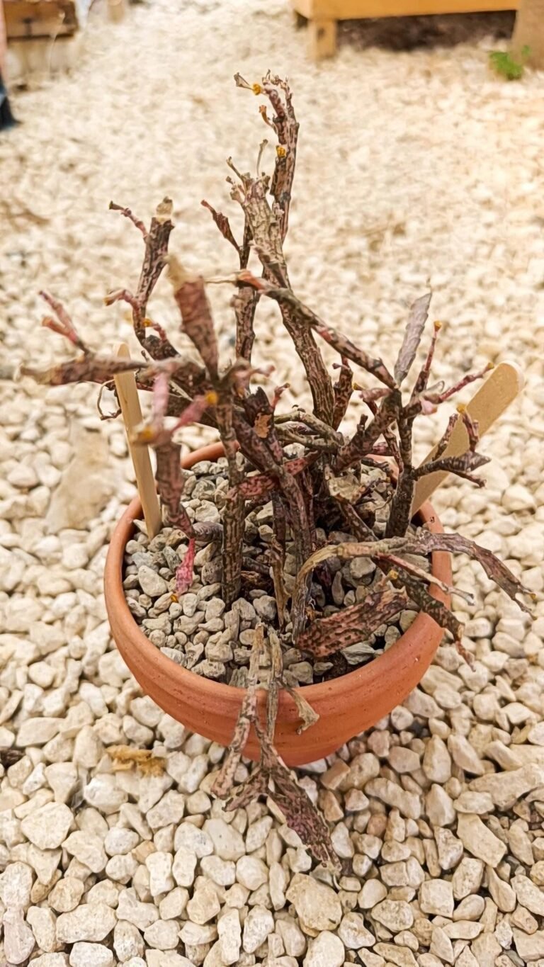 Euphorbia Platyclada