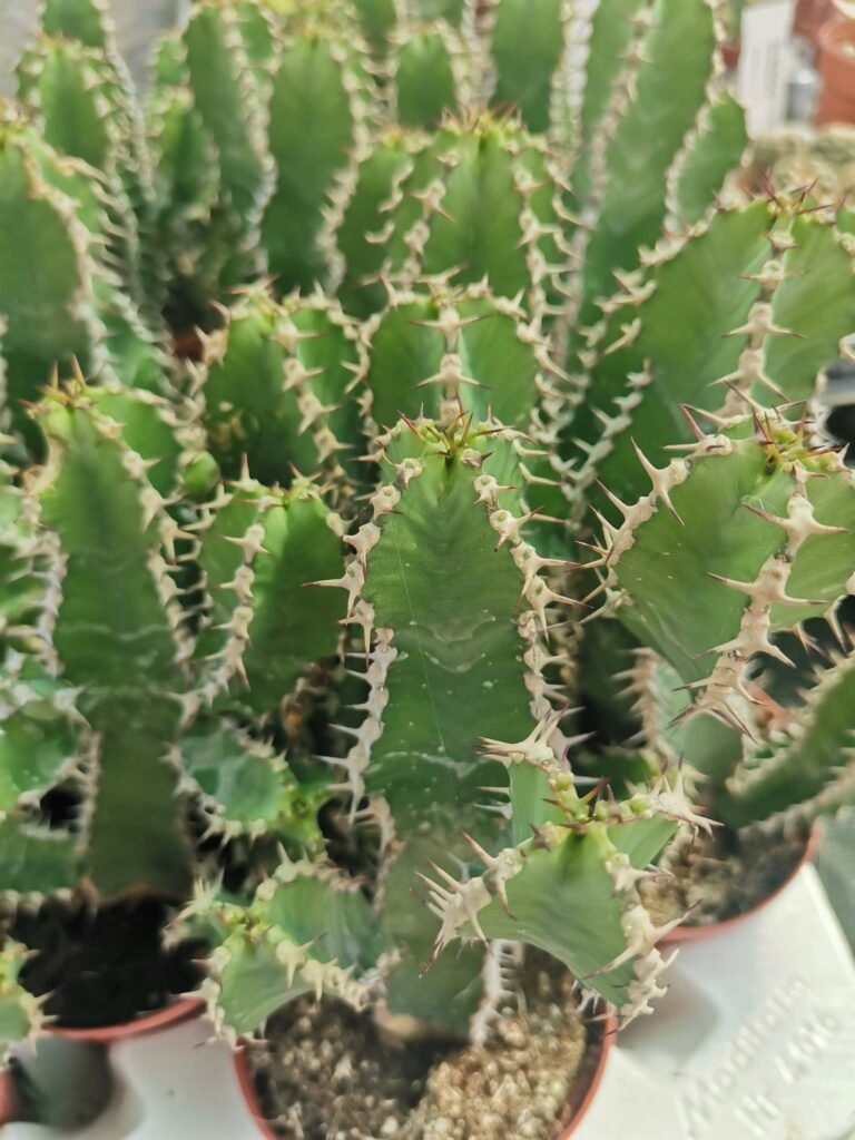Euphorbia Polyacantha