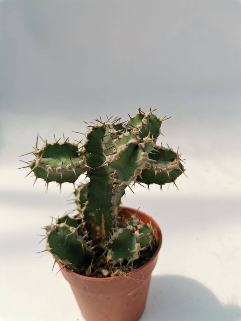Euphorbia Polyacantha