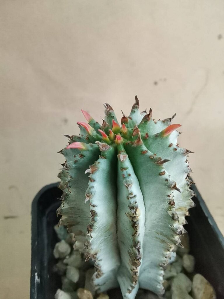 Euphorbia Polygona cv Superwhite