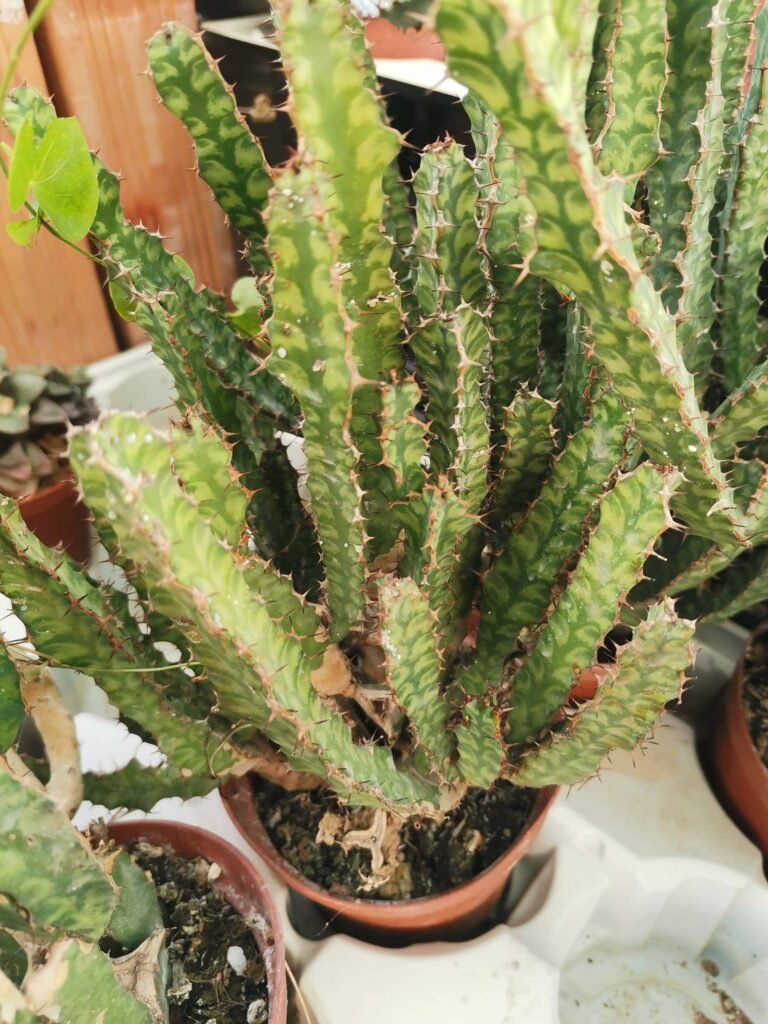 Euphorbia Pseudocactus