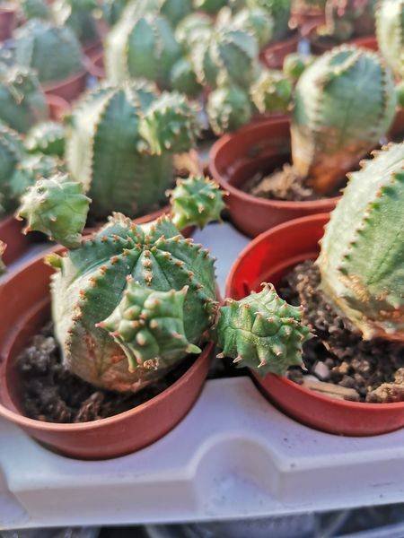 Euphorbia Pseudoglobosa