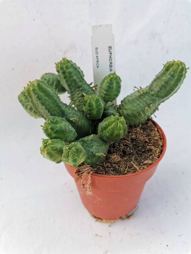 Euphorbia Pseudoglobosa