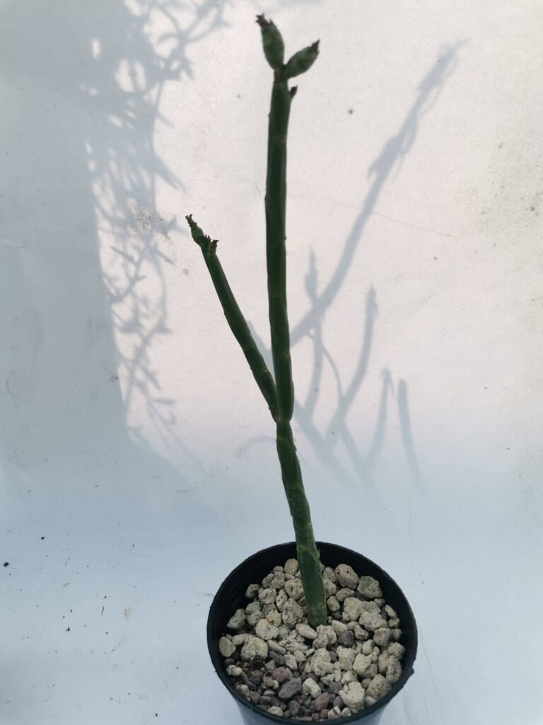 Euphorbia Pteroneura