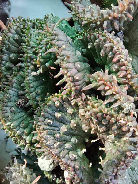 Euphorbia Pugniformis Crestata