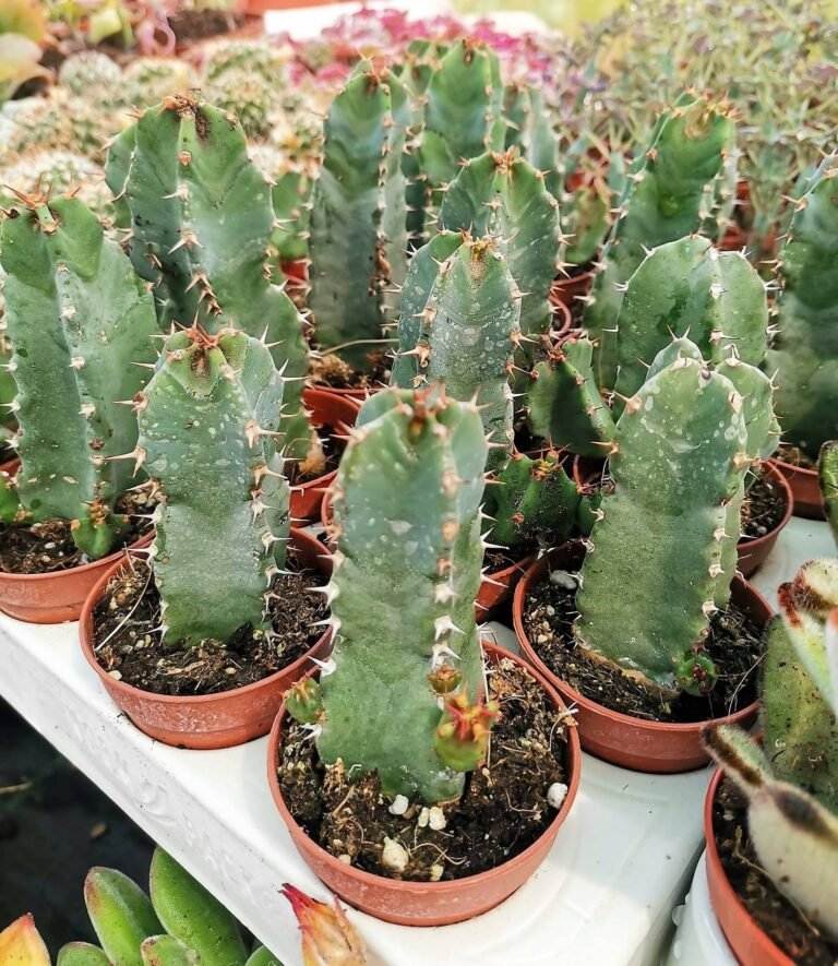 Euphorbia Resinifera
