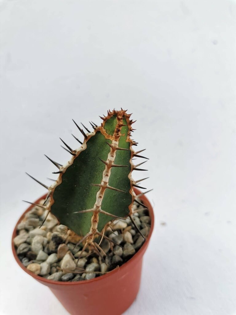 Euphorbia Rowlandii