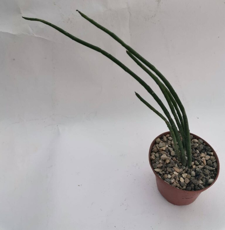 Euphorbia Schimperi