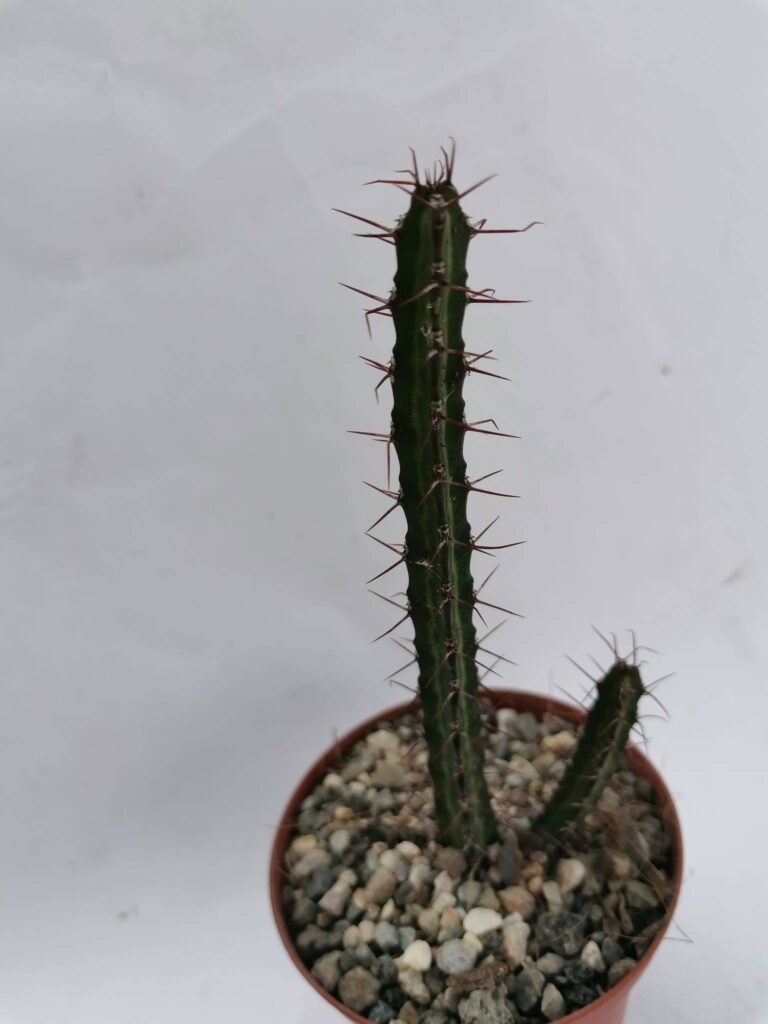 Euphorbia Serendipita