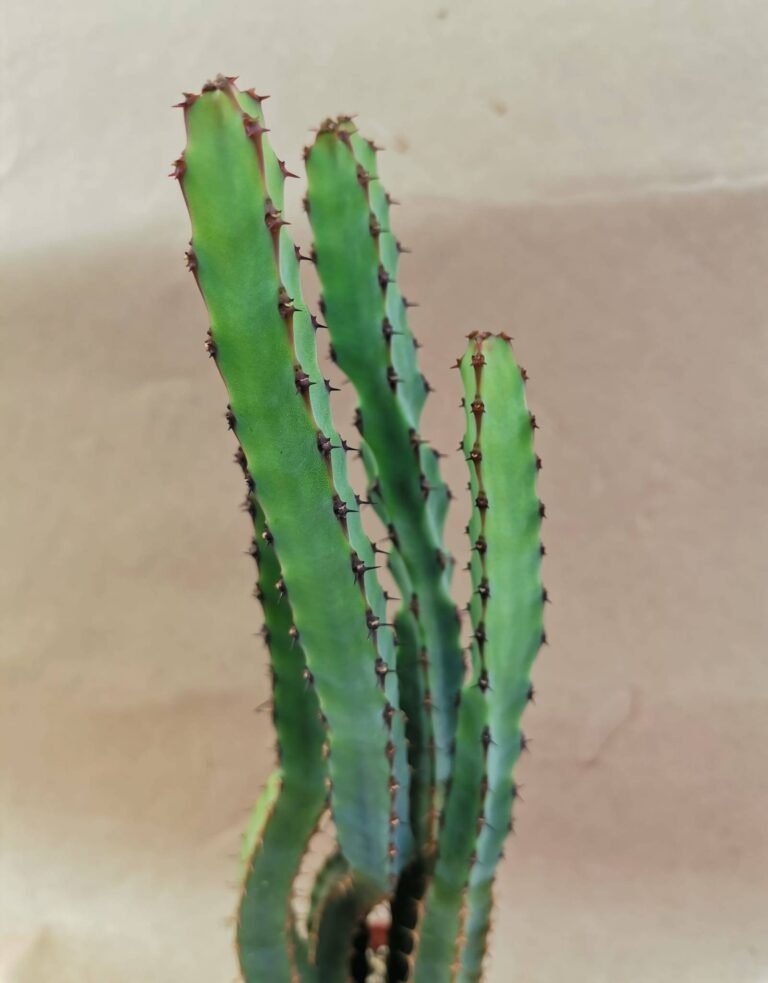 Euphorbia Sp