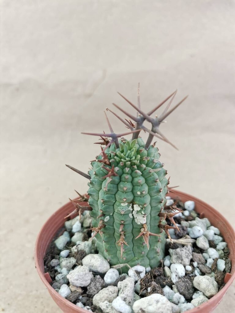 Euphorbia Stellispina