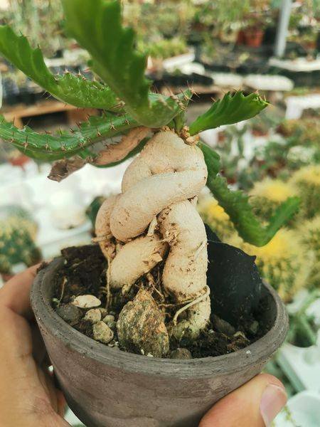 Euphorbia Stellata caudex molto sviluppato