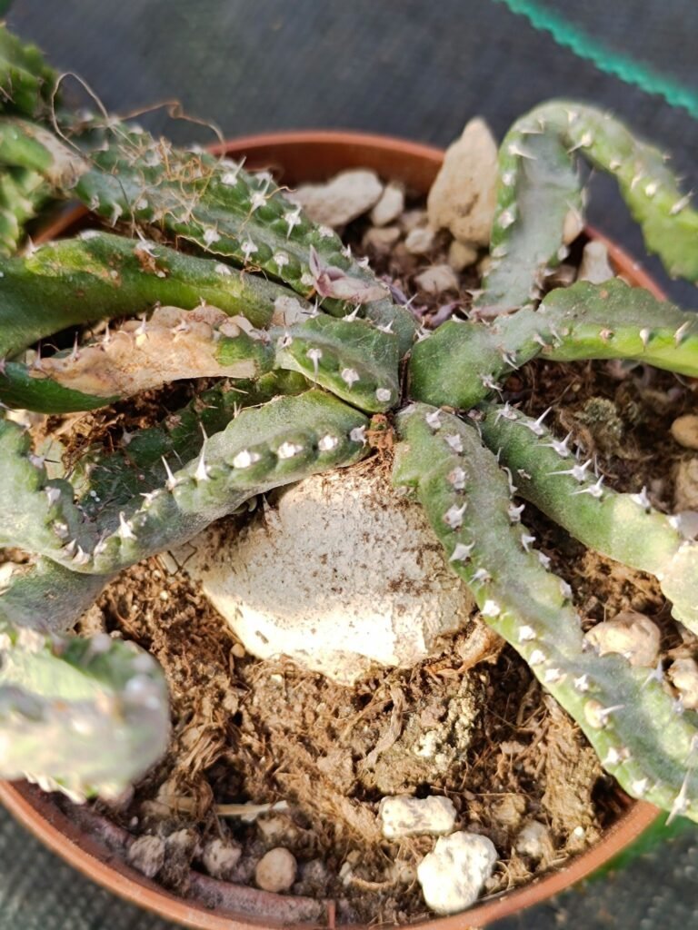 Euphorbia Stellata