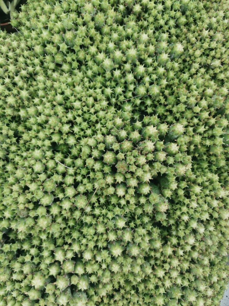 Euphorbia Submammillaris