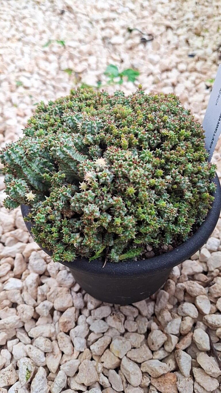 Euphorbia submammillaris minima Variegata