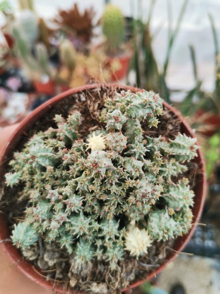 Euphorbia Submammillaris Variegata Minima