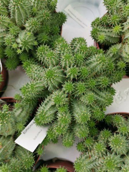 Euphorbia Suzannae accestita
