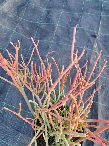 Euphorbia Tirucalli Sticks on Fire o Albero della Matita