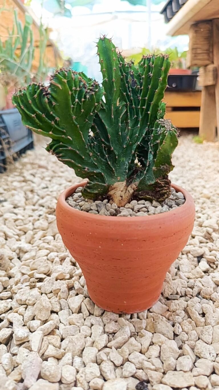 Euphorbia Triangularis Crestata