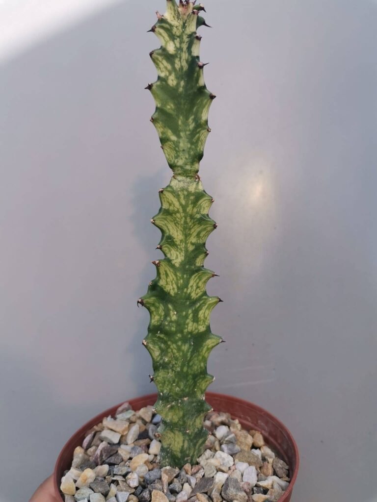 Euphorbia Trigona Variegata