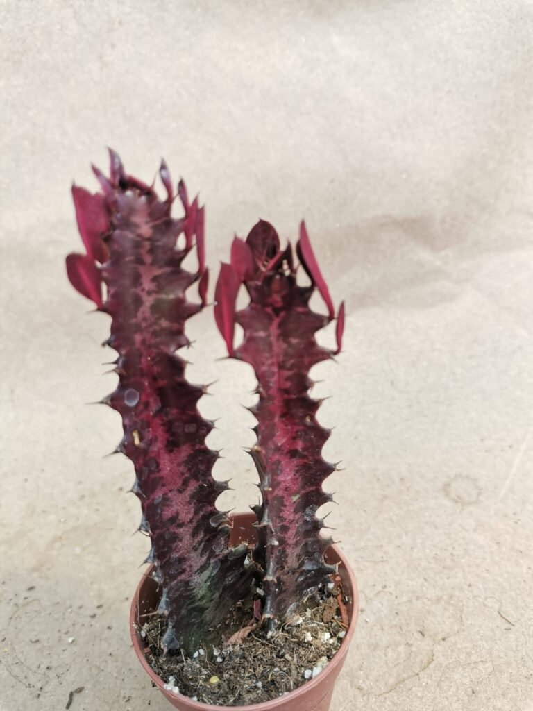 Euphorbia Trigona Rubra