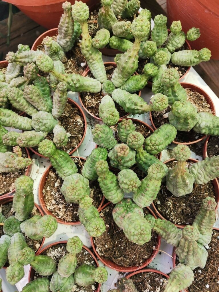 Euphorbia Tubiglans