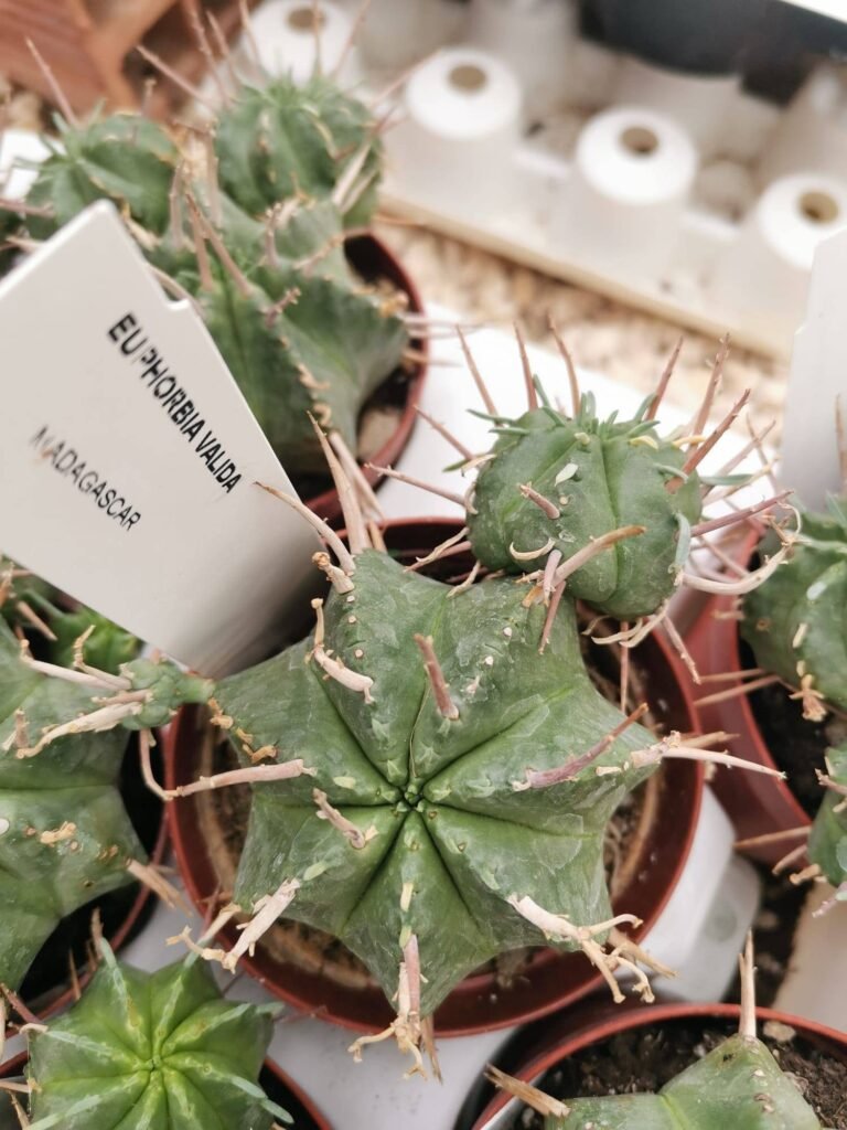 Euphorbia Valida
