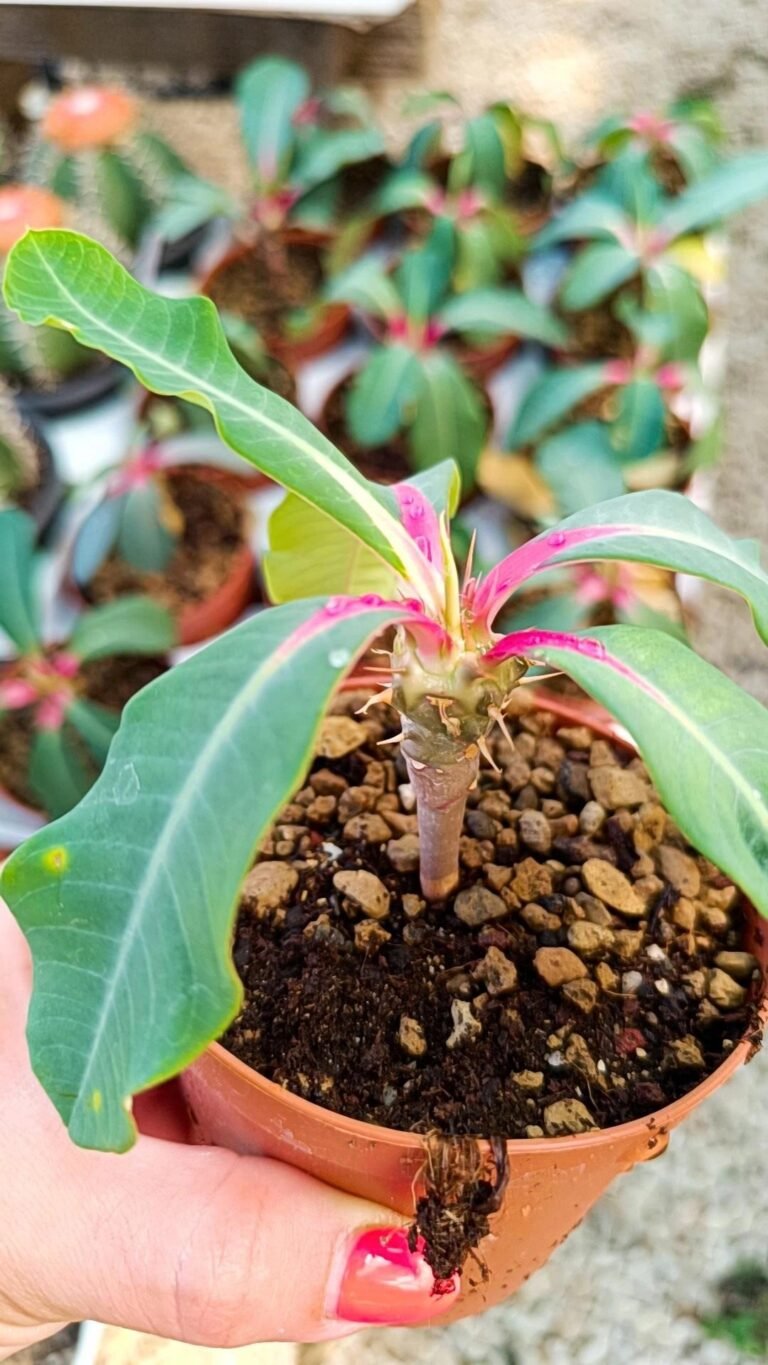 Euphorbia Viguieri