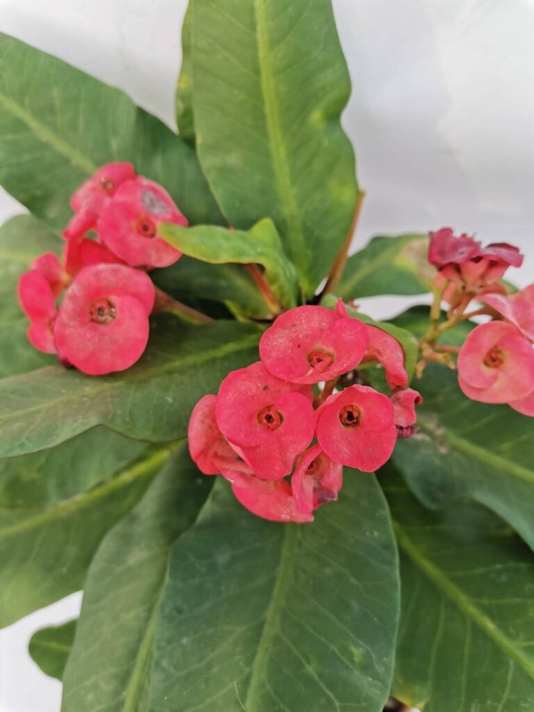 Euphorbia x Lomi