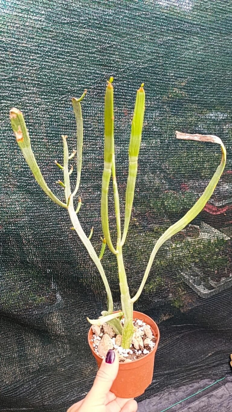 Euphorbia Xylophylloides
